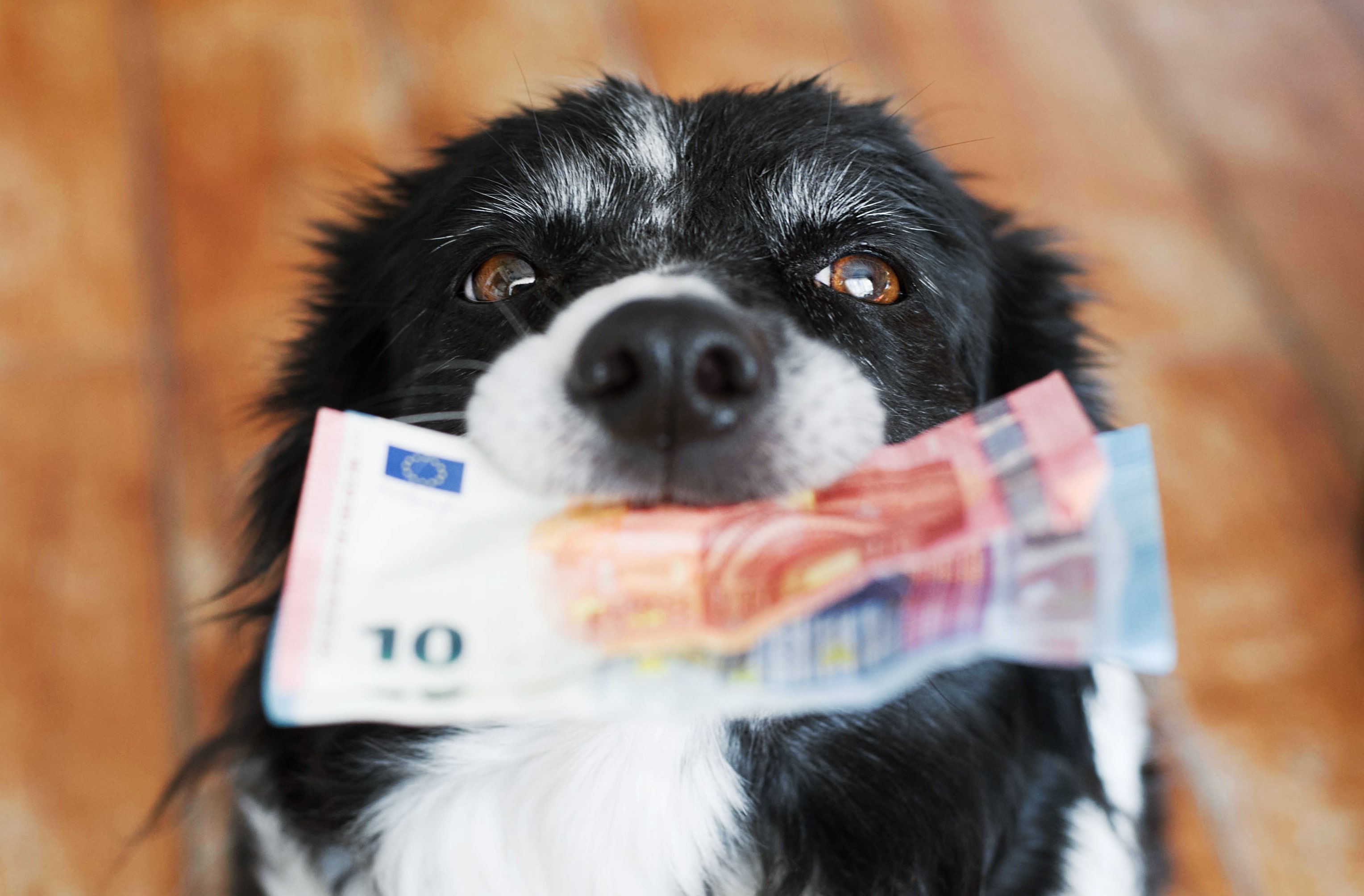 Foto von Hund mit Geld