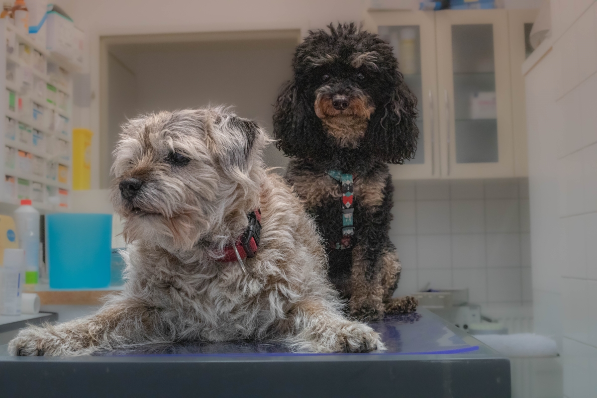 Foto von Hunden Hemy und Lily